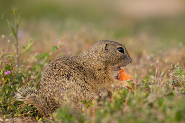 Wall Mural - small and lovely ground squirrel on a meadow among flowers during warm spring sunset. acting like su