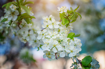  cherry blossoms with white flowers