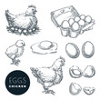 Chicken farm fresh eggs. Vector set of sketch design elements. Hand drawn hen, poultry and little chicken
