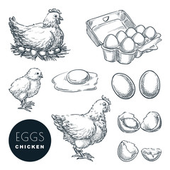 chicken farm fresh eggs. vector set of sketch design elements. hand drawn hen, poultry and little ch