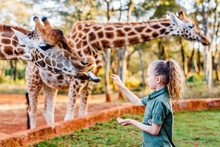 Cute Little Girl Feeding Giraffes In Africa