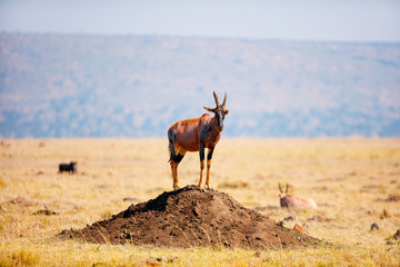 Poster - Topi antelope in Kenya