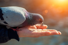 Woman Feeding Hungry Pigeon With Wheat Grains In Her Hand