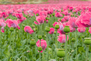 Wall Mural - Poppy field with pink blooming poppies. The picture can be used as a wall decoration in the wellness and spa area