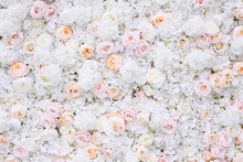 Flowers Wall Background With White And Light Orange Roses.