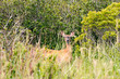 Whitetail Deer in the Wild