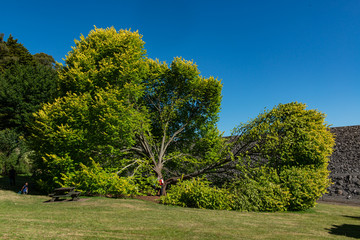 tree in the field