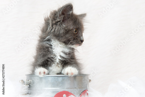 Grey And White Domestic Medium Hair Kitten Buy This Stock Photo