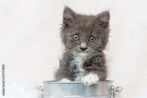 Grey And White Domestic Medium Hair Kitten Buy This Stock Photo