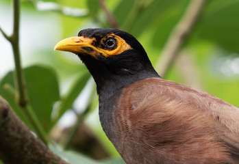 Wall Mural - Close up Mynah Bird Isolated on Nature Background