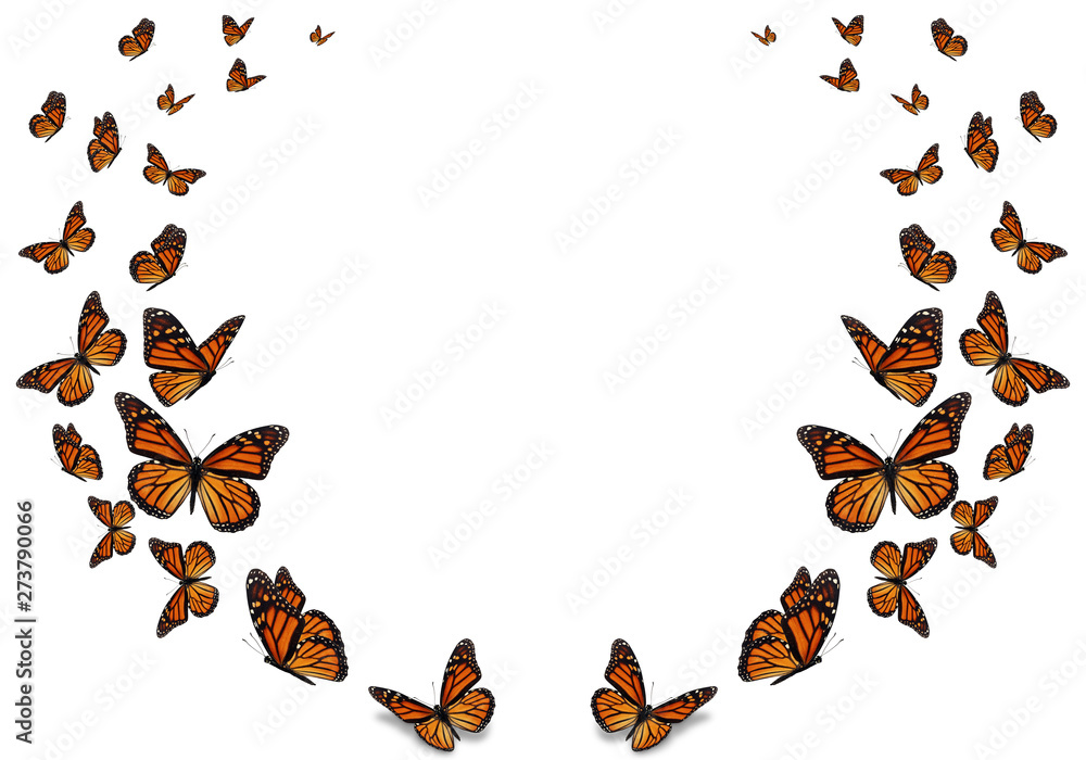 Beautiful monarch butterfly isolated on white background. Stock Photo ...