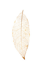 Wall Mural - dry leaves with vein on a white background