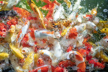 Wall Mural - Many koi fish swim in the pond.shallow focus effect.