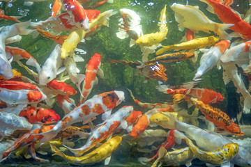 Wall Mural - Many koi fish swim in the pond.shallow focus effect.