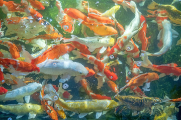 Wall Mural - Many koi fish swim in the pond.shallow focus effect.