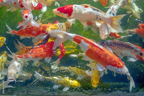 Colorful Koi Fish In A Beautiful Pool Details Of The Fish In The Pond Fancy Carp Pink And White With Orange The Movement Is Always Water Blurred Fancy Carp Swimming Underwater Shallow Focus Effect Stock Foto