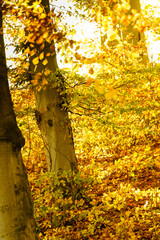 Autumn trees in park