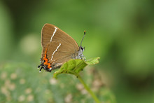 A Beautiful Rare White-letter Hairstreak Butterfly, Satyrium W-album, Perching On A Leaf.