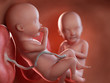 3d rendered medically accurate illustration of twin fetuses - week 33