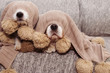 TWO SICK, PLAYFUL OR SCARED CAVALIER AND JACK RUSSELL DOGS COVERED WITH A WARM  TASSEL BLANKET