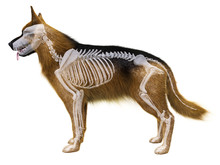 3d Rendered Medically Accurate Illustration Of The Dog Skeleton