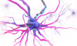 © Sebastian Kaulitzki - 3d rendered medically accurate illustration of a human nerve cell on a white background