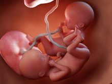 3d Rendered Medically Accurate Illustration Of Twin Fetuses - Week 20