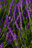 Fototapeta Lawenda - Lavender full frame texture, selective focus.