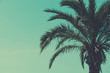 canvas print picture - Palm tree vintage style toned with copy-space.