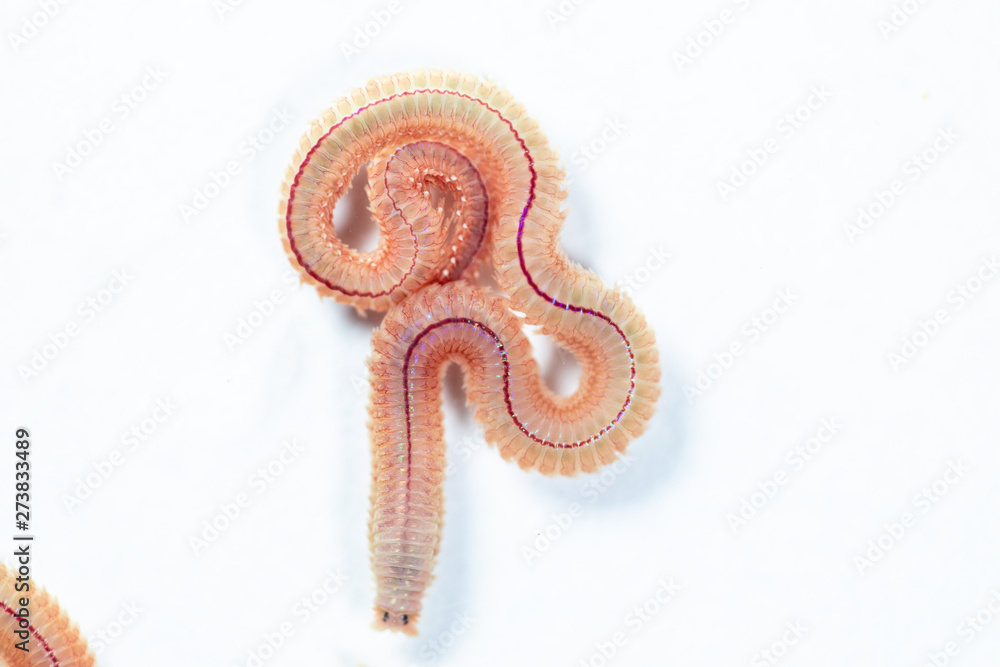 Sandworm Types Sand Worm (Perinereis sp.) is the same species as sea worms (Polychaete ...