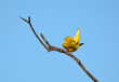 Yellow Warbler close up