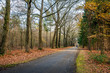 © Ruud Morijn - Walking the dog in an autumnal forest