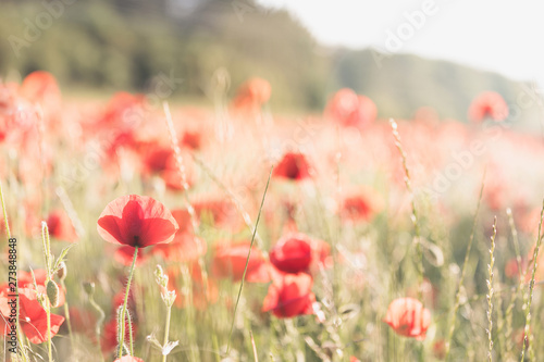 red poppies in a field © Christopher Hall