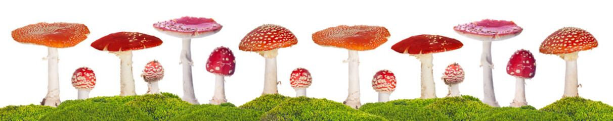 Sticker - fly agarics stripe  in green moss