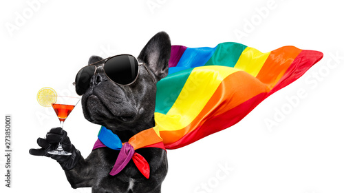 gay pride dog Tapéta, Fotótapéta