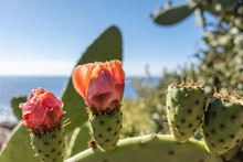 Close Up View Of Flowers Of Prickly Pear In Front Of The Sea