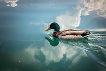 Close Up Of Beautiful Mallard Duck Travelling Swimming On Lake Bled