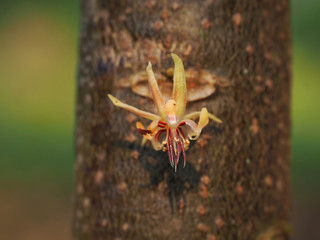 The cacao flowers blooming in farm in the morning.