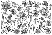 Vector Set Of Hand Drawn Black And White Japanese Chrysanthemum, Blackberry Lily, Eucalyptus Flower, Anemone, Iris Japonica, Sakura