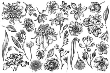 Wall Mural - Vector set of hand drawn black and white japanese chrysanthemum, blackberry lily, eucalyptus flower, anemone, iris japonica, sakura