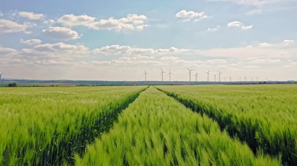 Wall Mural - Wheat flied at sunset with clouds, rural countryside 