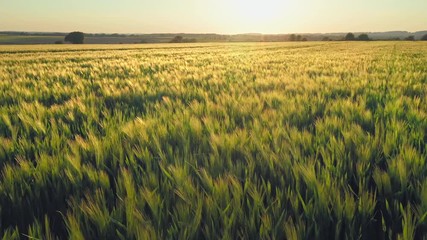 Wall Mural - Wheat flied at sunset with clouds, rural countryside 