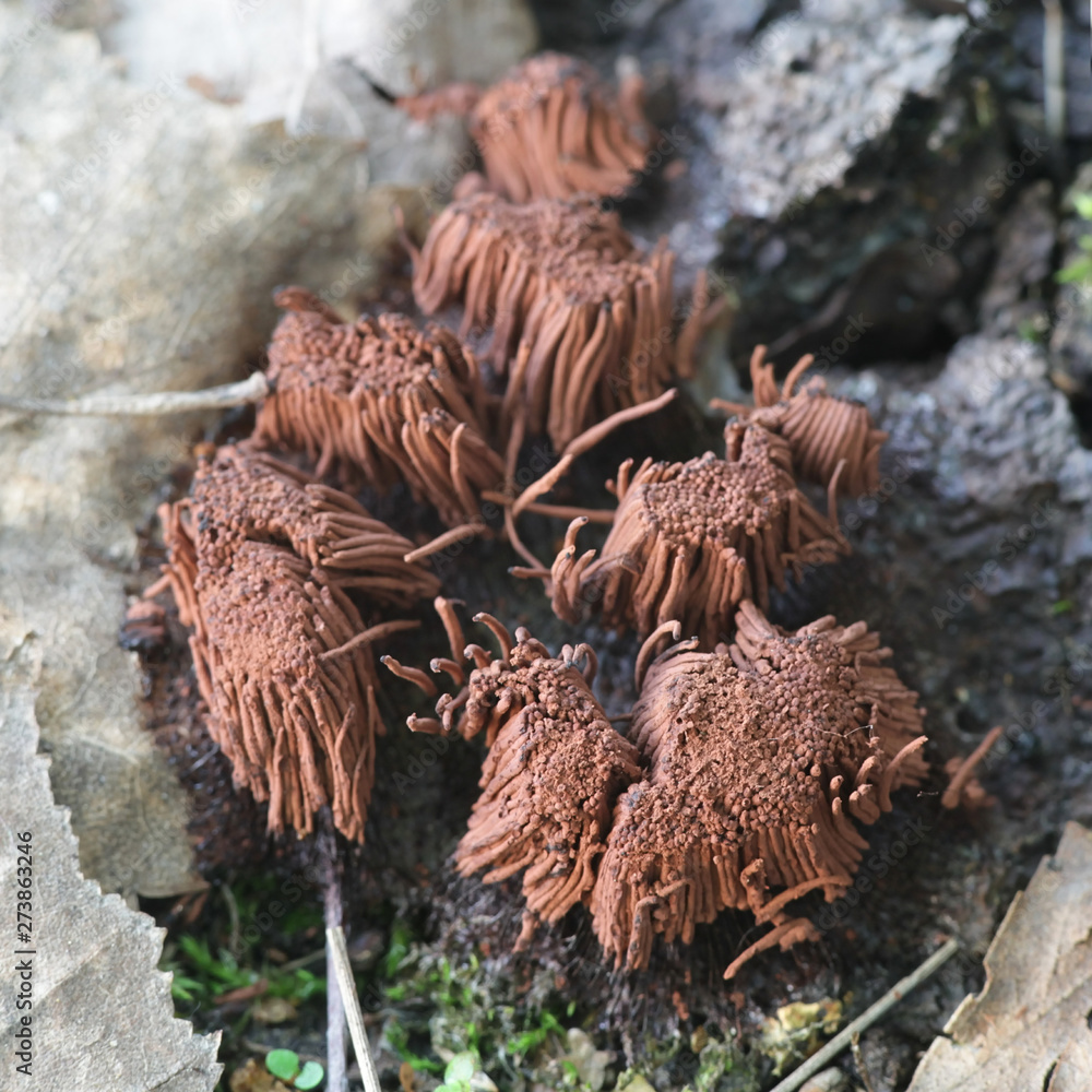 Stemonitis axifera, commonly known as the chocolate tube slime mold ...