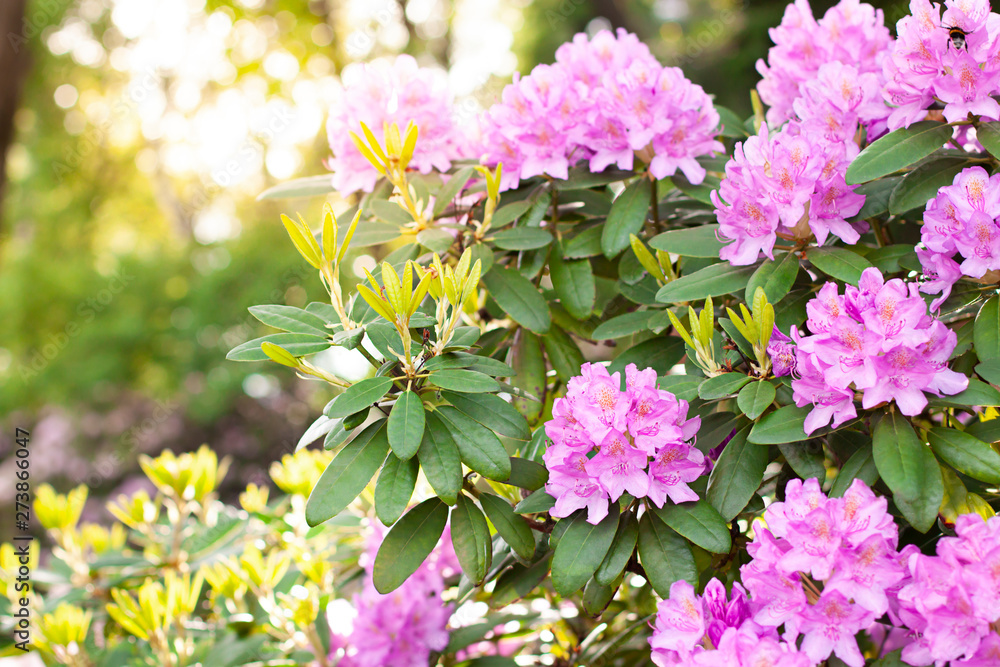 Rhododendron flower in the botanical garden in the spring close up ...