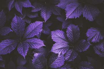 Sticker - purple foliage texture