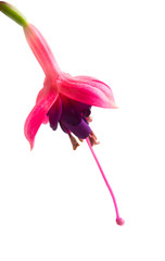 Wall Mural - fuchsia flower isolated