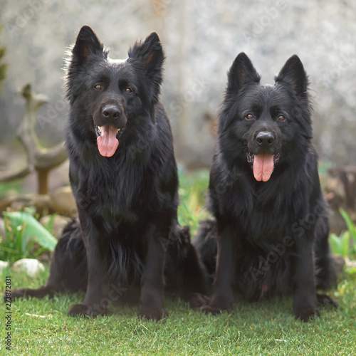 Two Long Haired Black German Shepherd Dogs Sitting Together On A