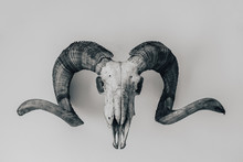 Trophy On A Wall - Skull Of Moufflon With Big Horns. Hunting Of Big Mammals Is Popular Hobby In Europe. Black And White Photography.