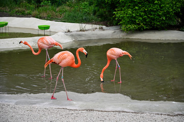 Sticker - Adult bird flamingo in artificially created pond.