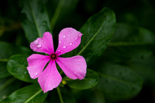 Pink Periwinkle With Dark Green Background